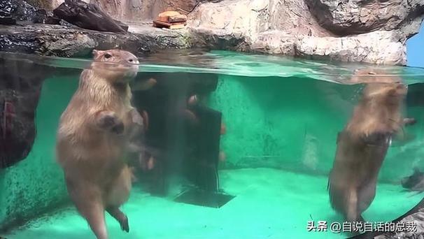 十二星座专属游泳池