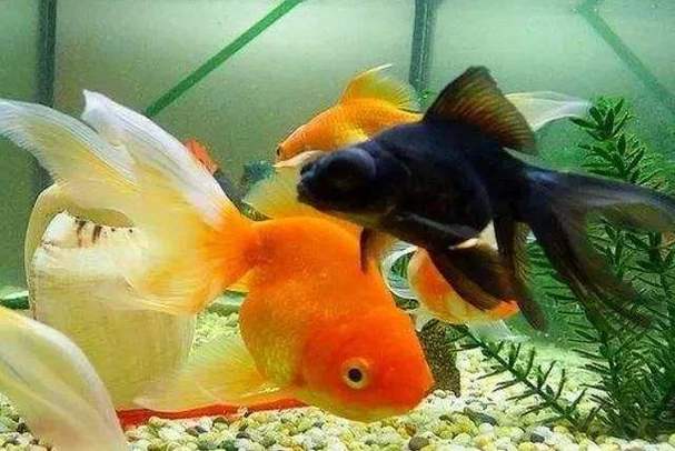 超简单的养鱼旺财风水