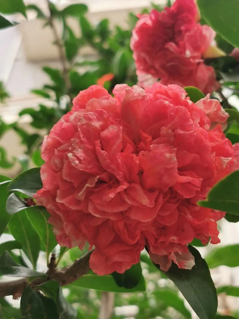 石榴及牡丹各有何风水作用?