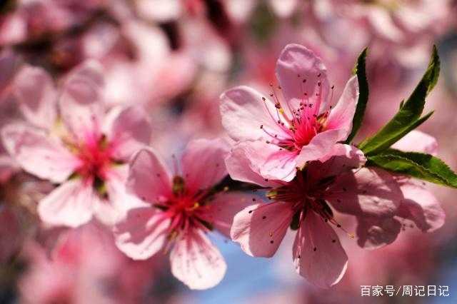 8月5日开始桃花旺盛