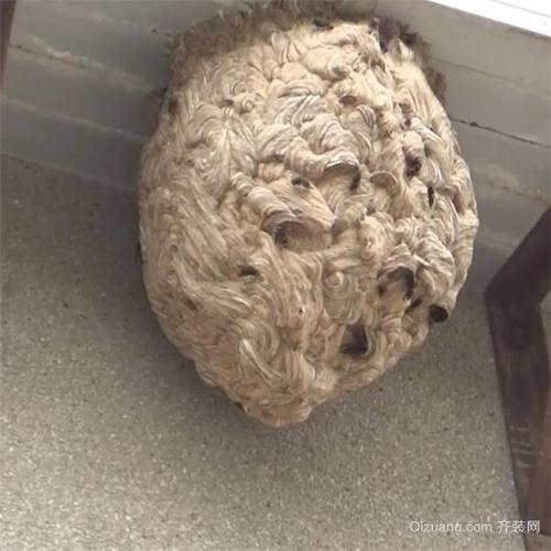 招黄蜂窝的风水