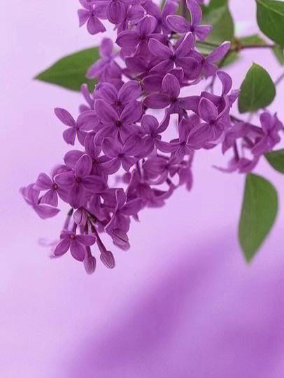 紫色丁香花花语和传说故事
