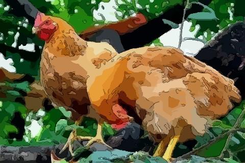 梦见母鸡飞上大树