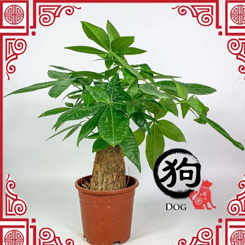 属鼠人2022年贵人是谁?佩戴什么可以旺财