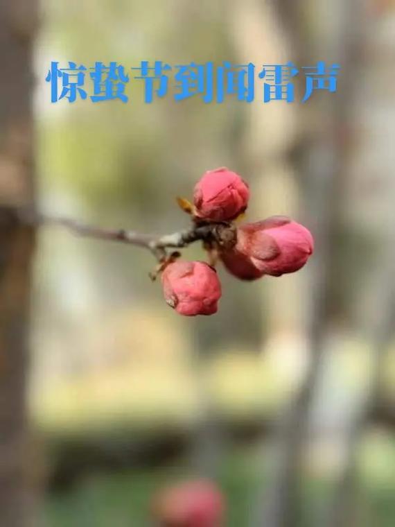 2023年农历二月十五惊蛰这天是装修动土的黄道吉日吗