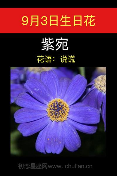 9月3日生日花语:紫苑