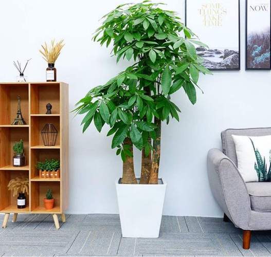 家居风水:适合在家中摆放的花草盆栽