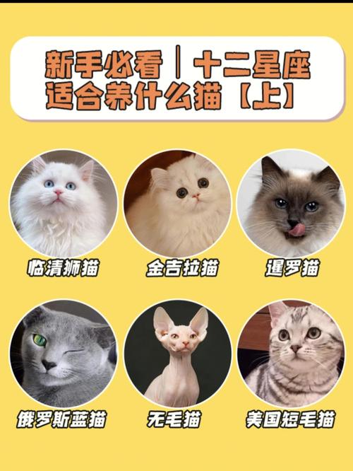 12星座的人最适合养什么动物