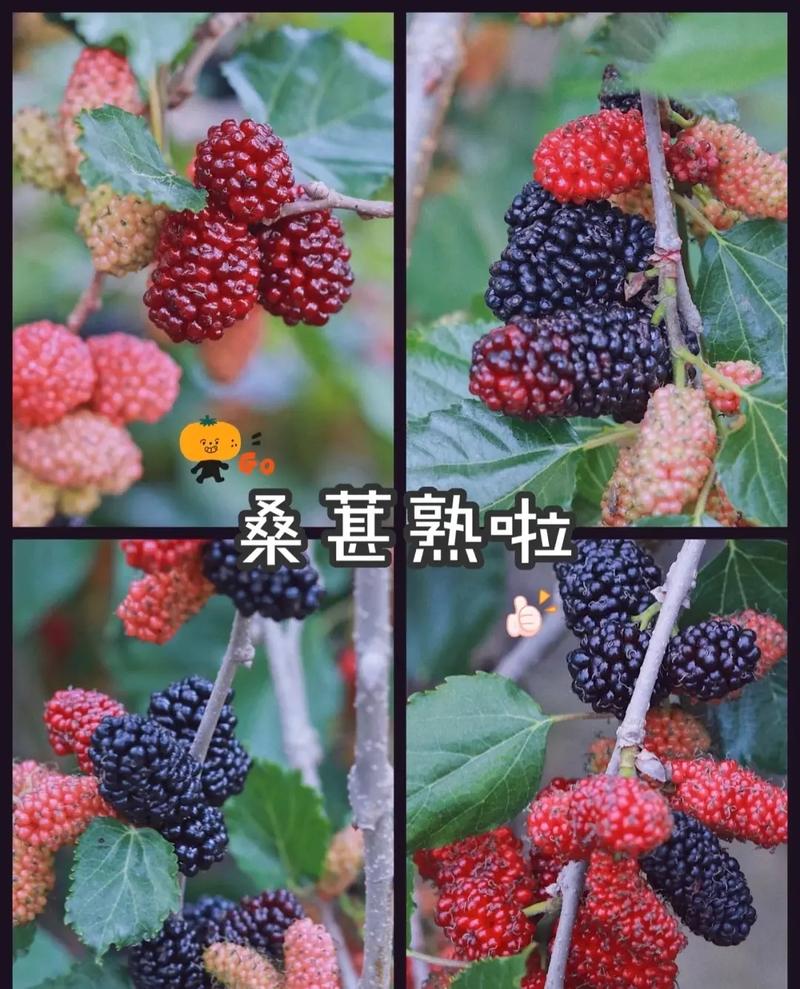梦见吃桑葚怎么回事