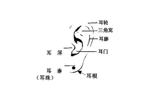 面相耳朵与命运图解,看看你的耳朵有福气吗?