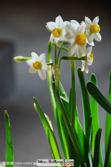 梦见水仙花凋零