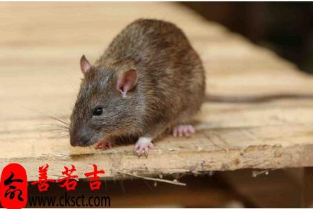 鼠的命相