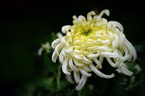 梦见白菊花什么意思