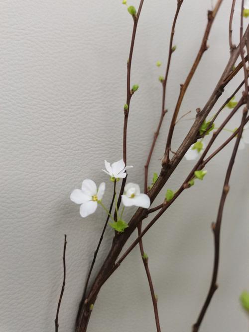 雪柳花放在家里好吗