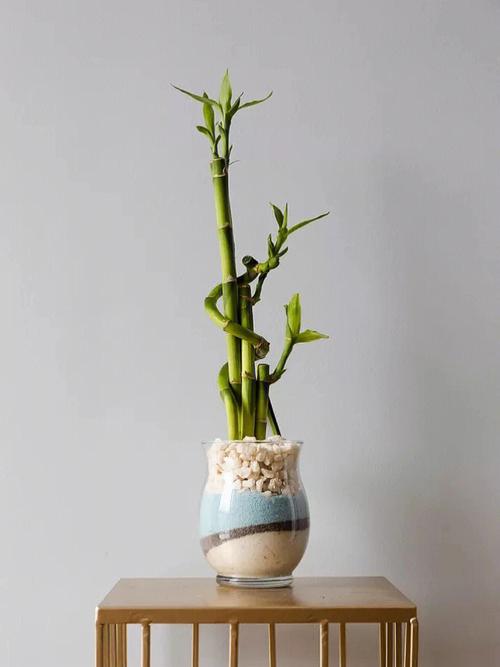 绿植的风水作用