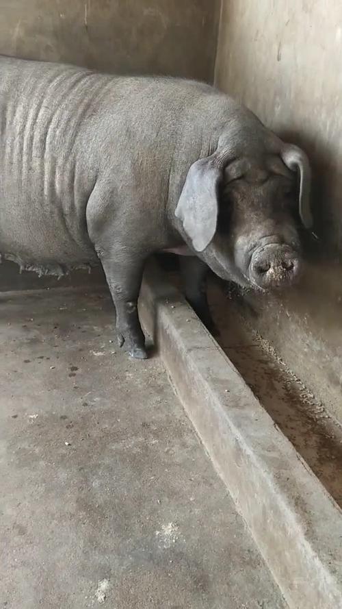 梦见黑母猪跑了
