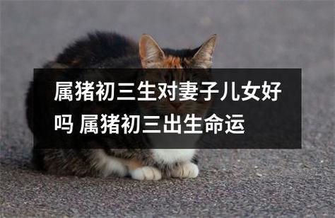 属猪的老婆好不好