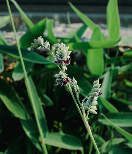 不常见的花:再力花的花语是什么?