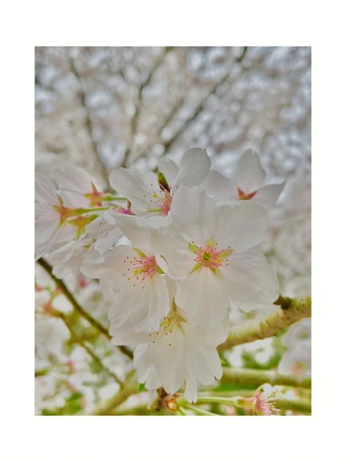 梦见樱花盛开预示什么