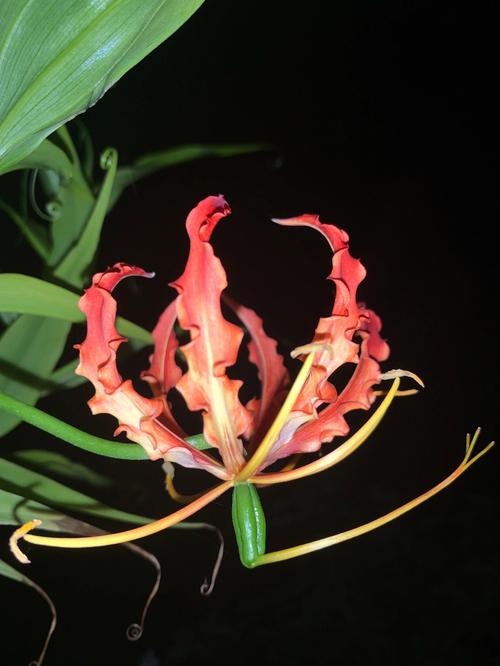 火百合花语