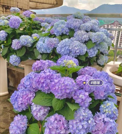 绣球花花语是什么?希望,美满、团聚,变心