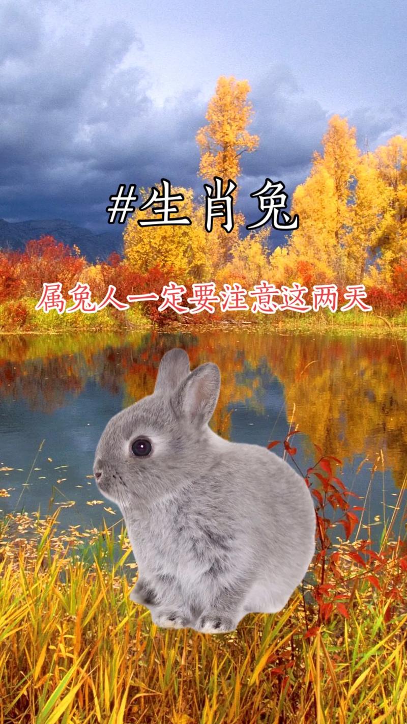 属兔提升说话技巧要注意什么