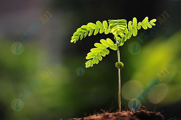 梦见刚发芽的树苗是什么意思