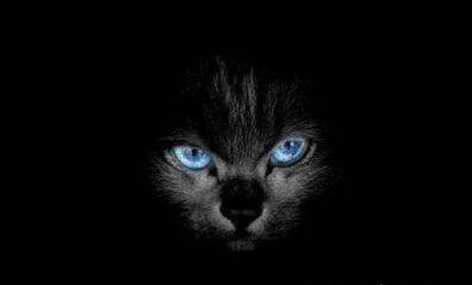家来黑猫风水 风水黑猫来到家里是什么意思?