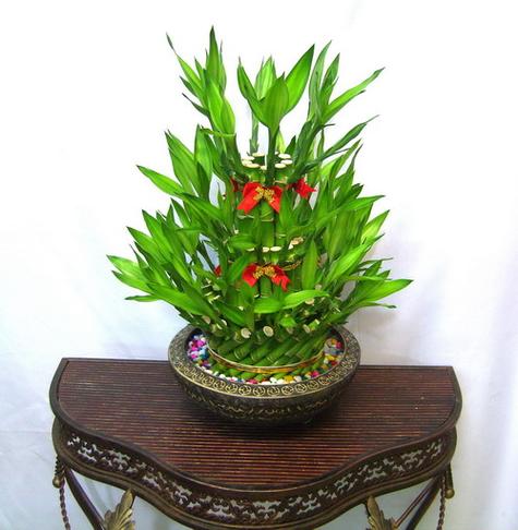 属兔招财植物有哪些