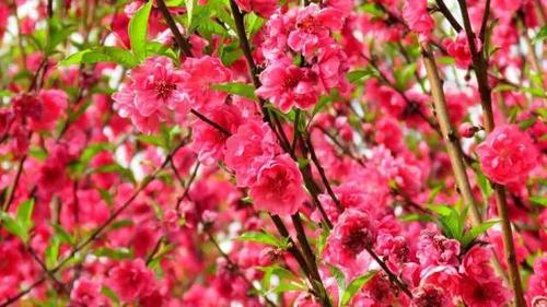 接下来桃花旺盛