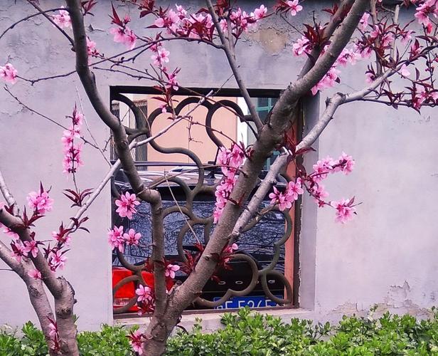 墙内桃花是什么意思,墙内桃花的查法