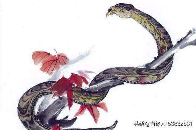 虎跟蛇生肖配对最好