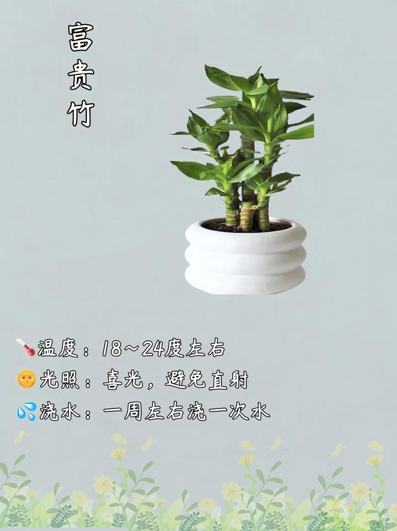 家里催财旺运养什么植物