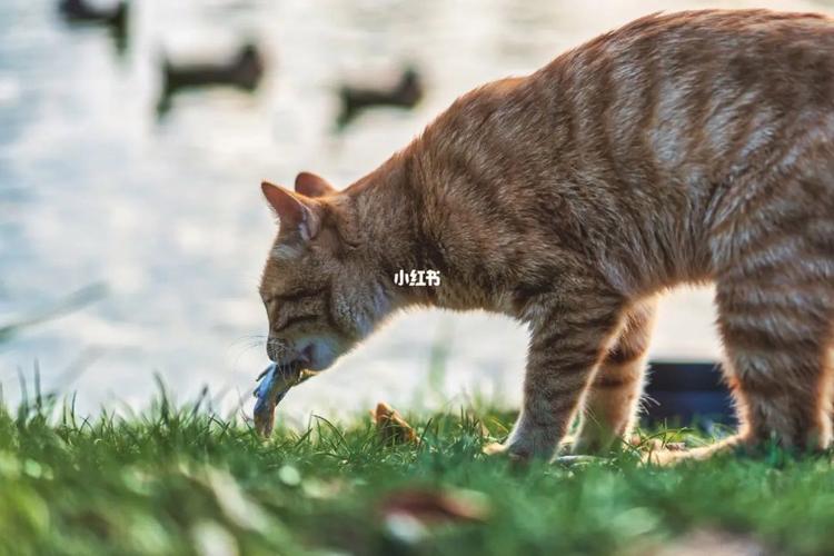梦见野猫吃鱼是什么意思