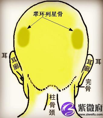 骨相学图解大全之翠环列星骨
