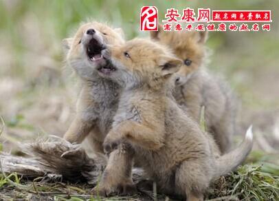 梦见捉狐狸