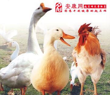梦见鸡鸭鹅是什么意思
