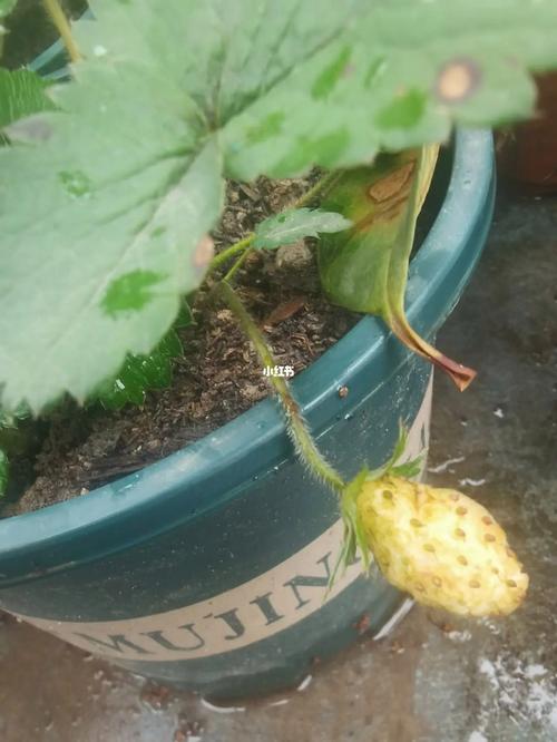 梦见花果