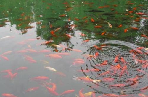 梦见深水池
