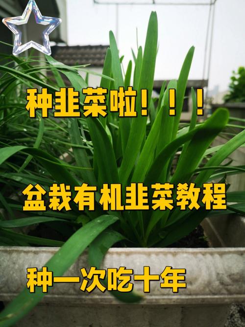 梦见种韭菜