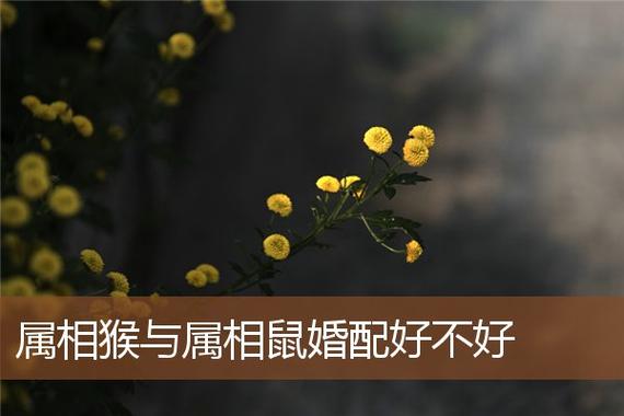 属鼠的和属猴的相配吗