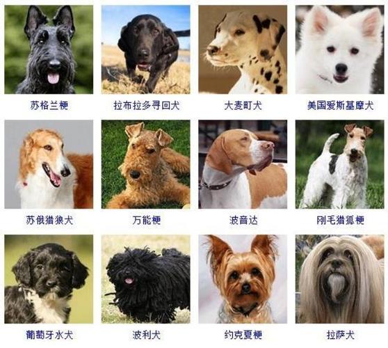 宠物狗起名字大全是非常特殊的存在