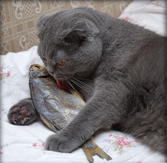 梦见猫吃甲鱼