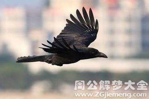 梦见一只大乌鸦好吗