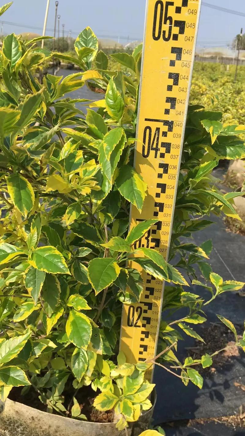 彩蝶叶及花叶假连翘的风水作用