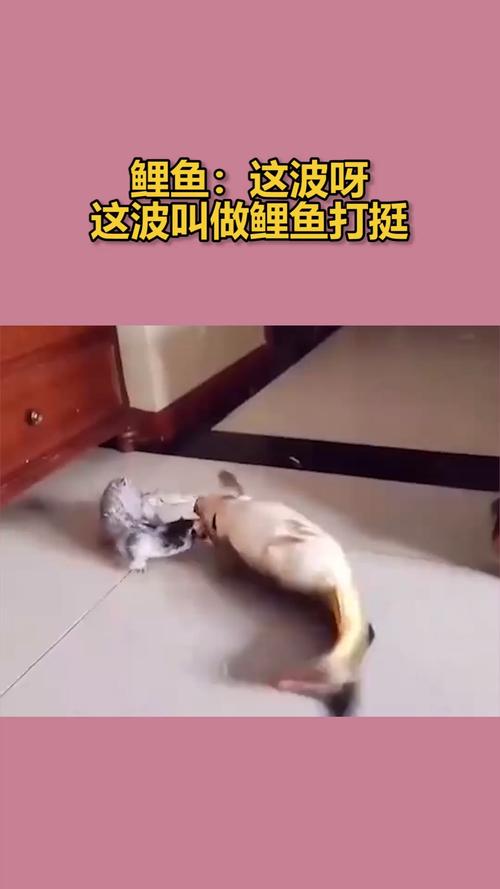 下半年鲤鱼打挺