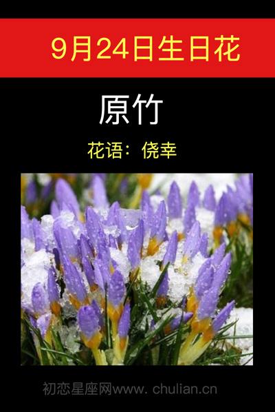 9月24日生日花语:原竹