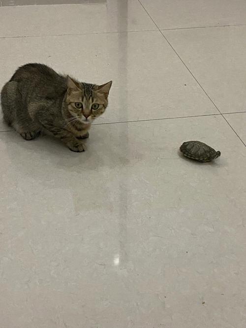 梦见猫和乌龟打架