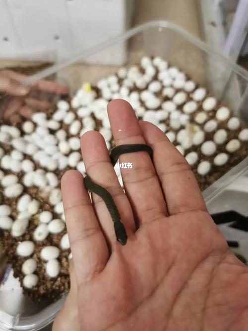 女人梦见蛇蛋孵出小蛇什么意思