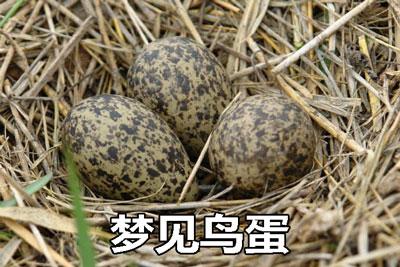 梦见鸟蛋什么意思